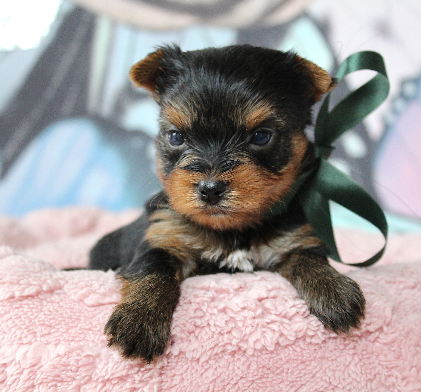 Des Anges de Batignolles - Chiots disponibles - Yorkshire Terrier