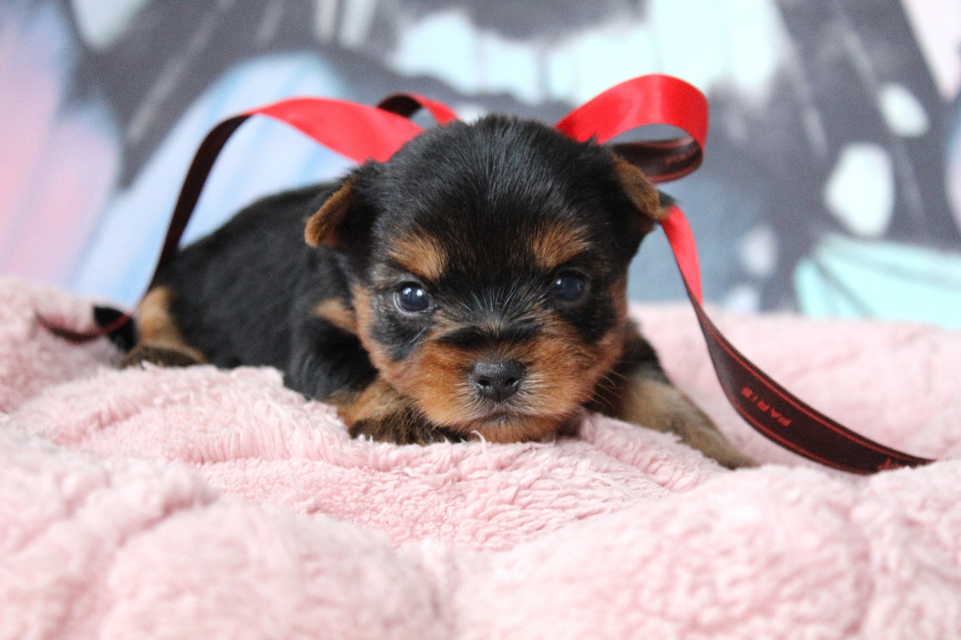 Des Anges de Batignolles - Chiots disponibles - Yorkshire Terrier