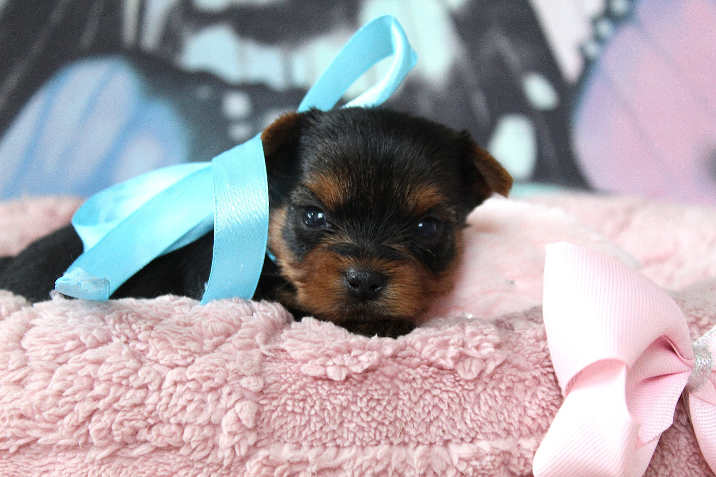Des Anges de Batignolles - Chiots disponibles - Yorkshire Terrier