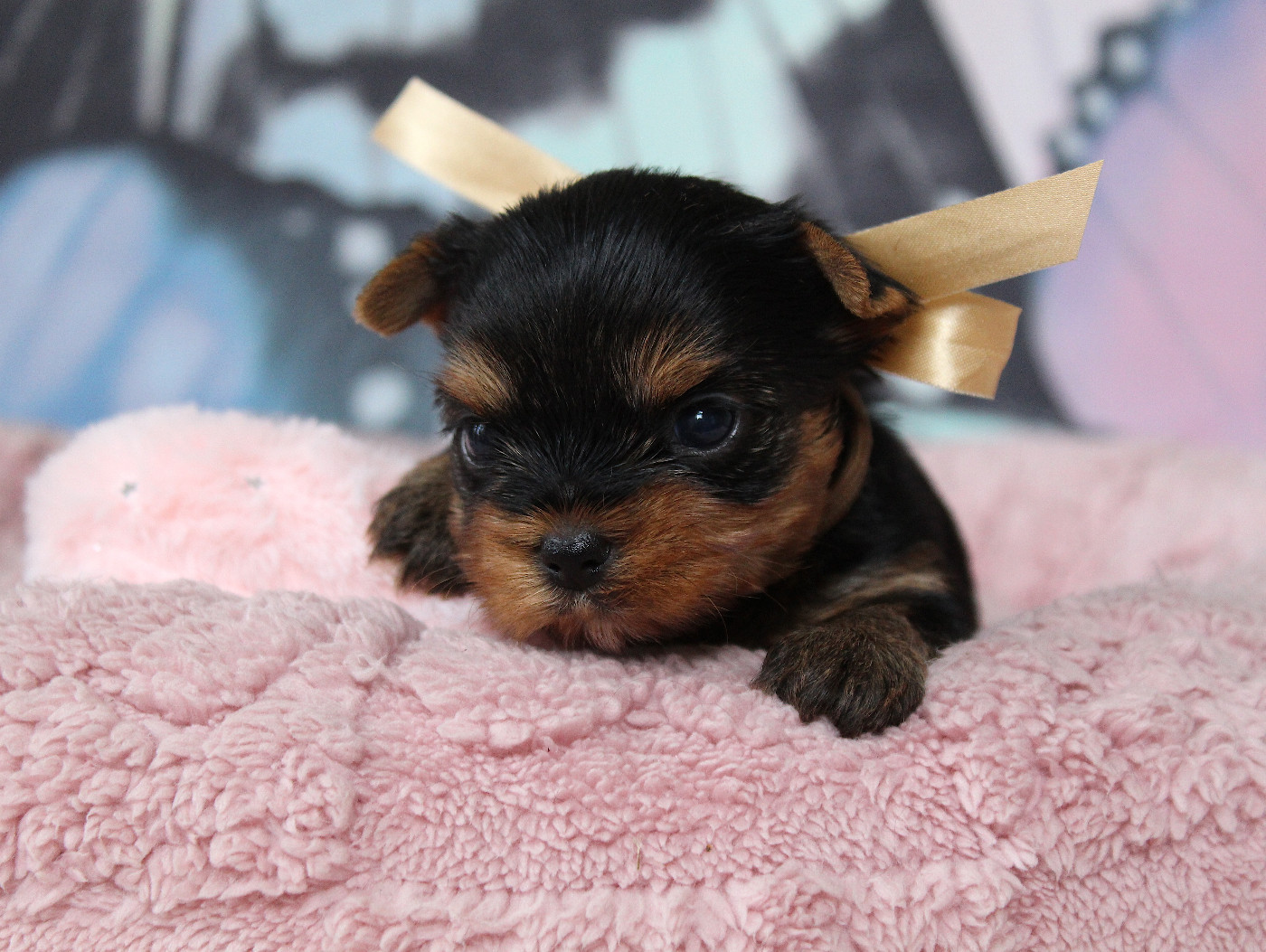 Des Anges de Batignolles - Chiots disponibles - Yorkshire Terrier