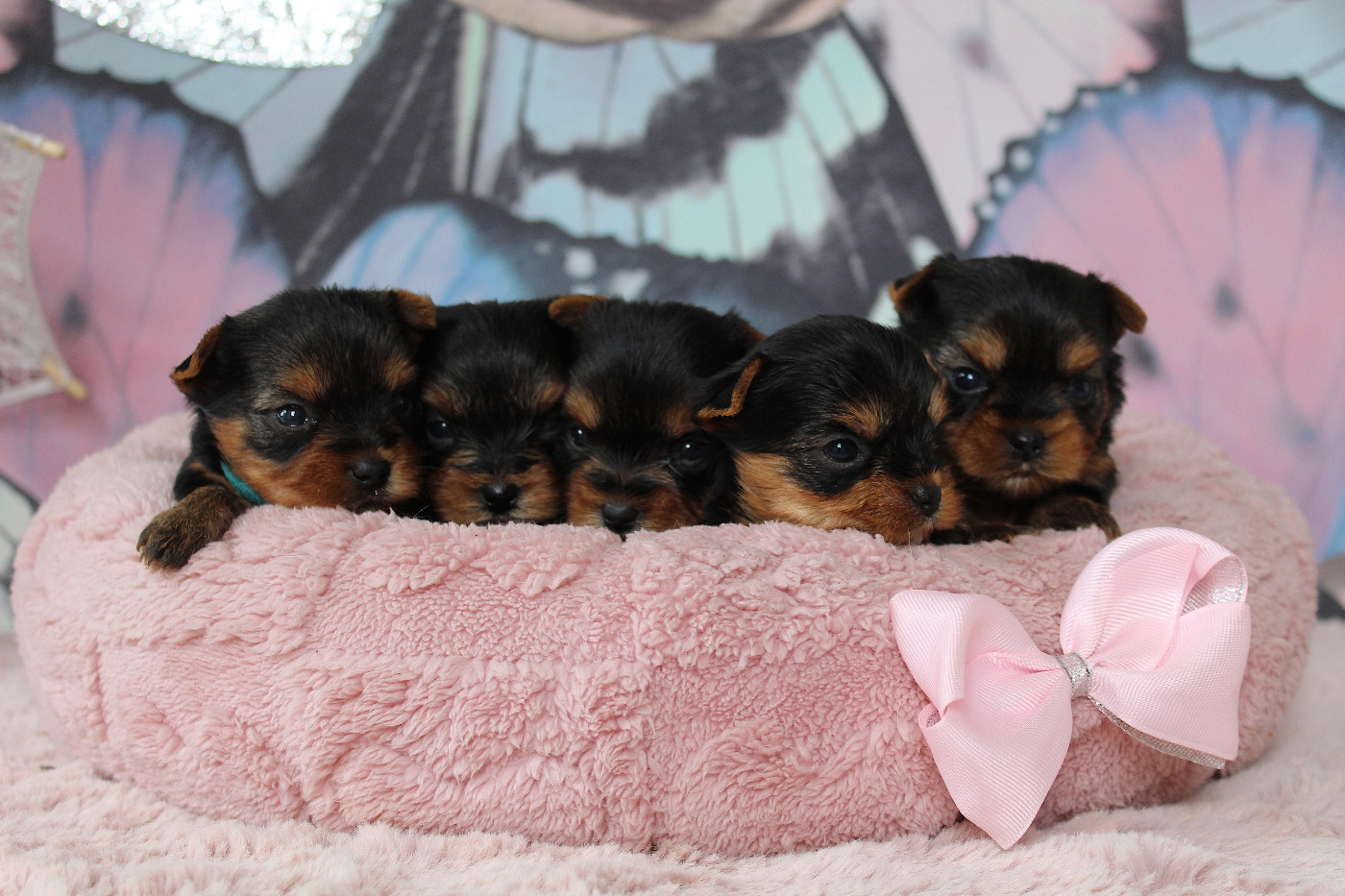Des Anges de Batignolles - Yorkshire Terrier - Portée née le 08/08/2026