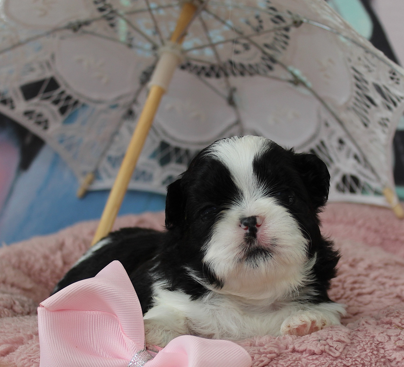 Des Anges de Batignolles - Chiots disponibles - Shih Tzu