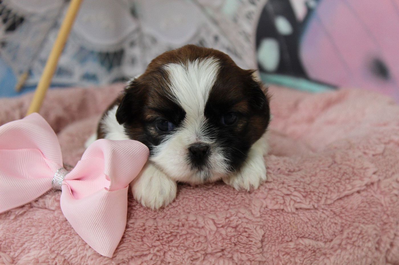 Des Anges de Batignolles - Chiots disponibles - Shih Tzu