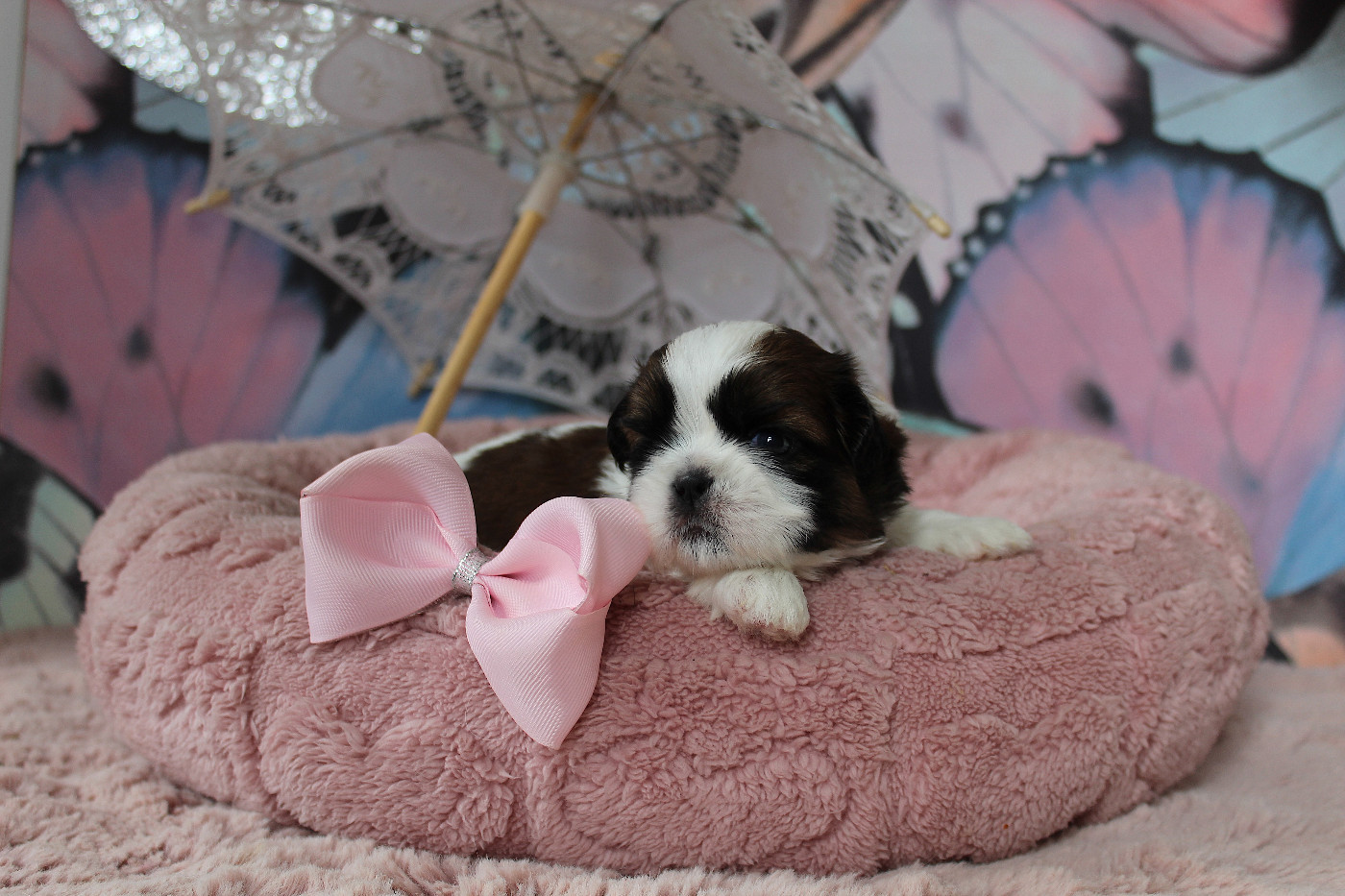 Des Anges de Batignolles - Chiots disponibles - Shih Tzu