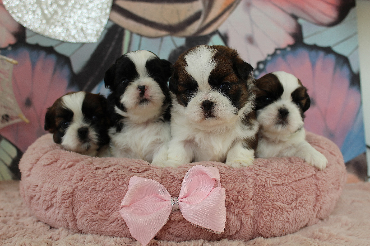 Chiot Shih Tzu Des Anges de Batignolles
