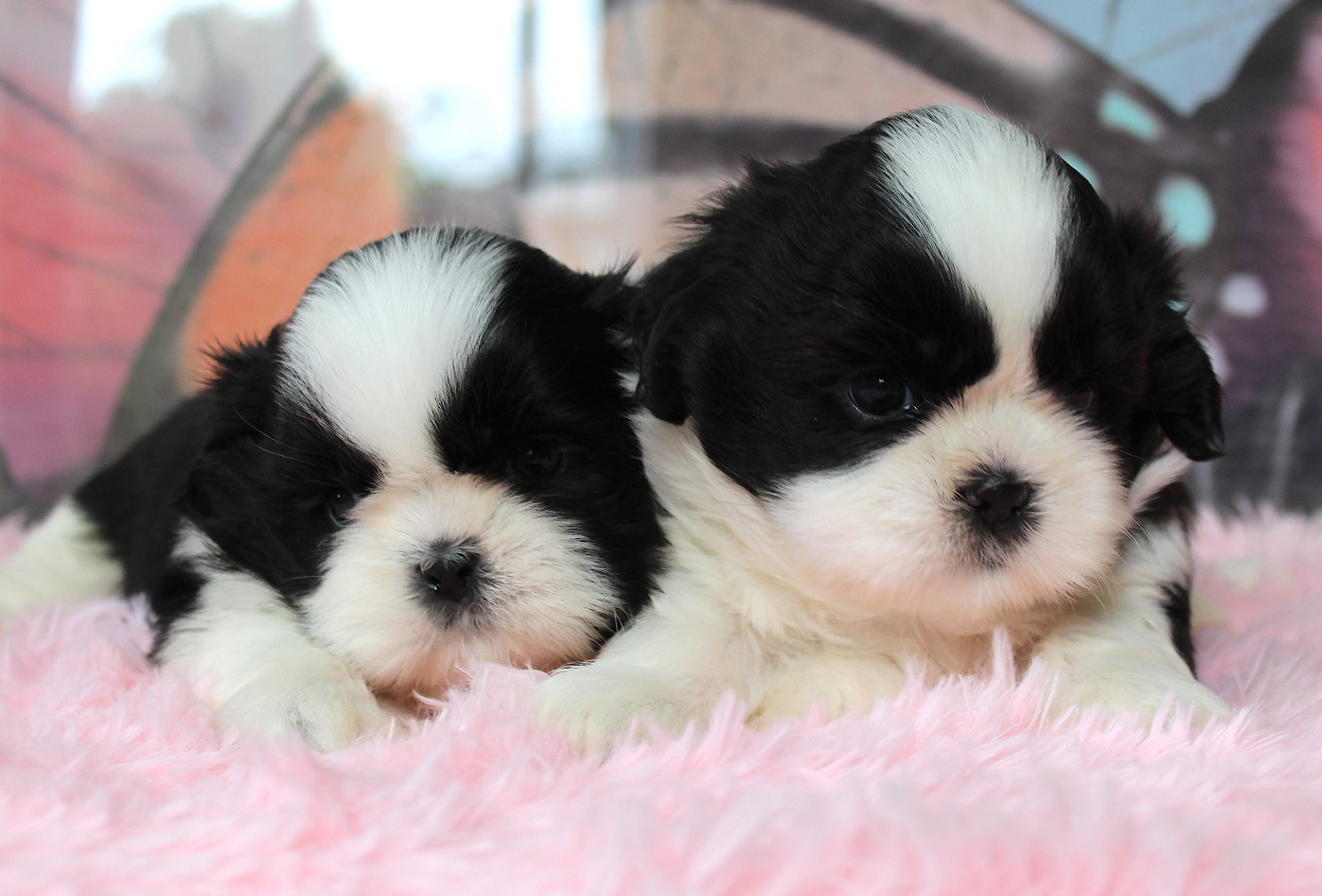 Des Anges de Batignolles - Shih Tzu - Portée née le 17/06/2026