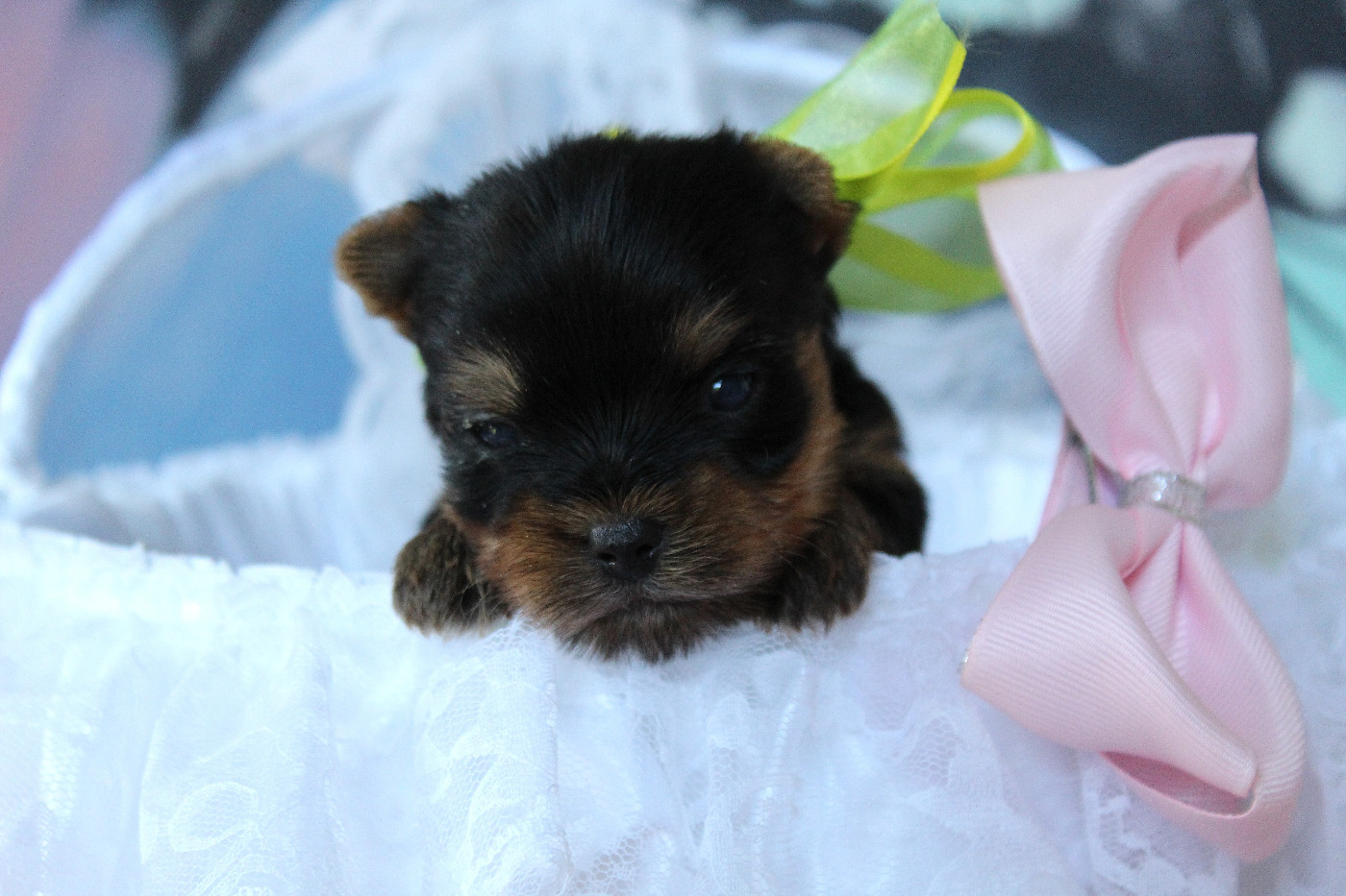 Des Anges de Batignolles - Chiots disponibles - Yorkshire Terrier