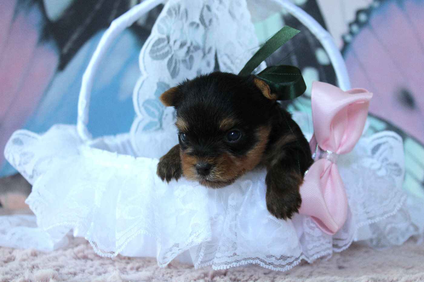 Des Anges de Batignolles - Chiots disponibles - Yorkshire Terrier
