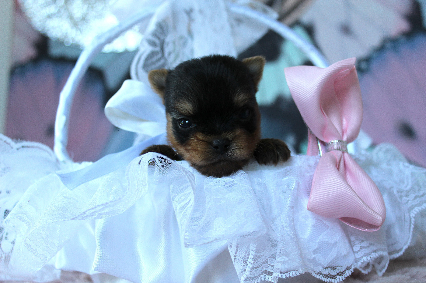 Des Anges de Batignolles - Chiots disponibles - Yorkshire Terrier