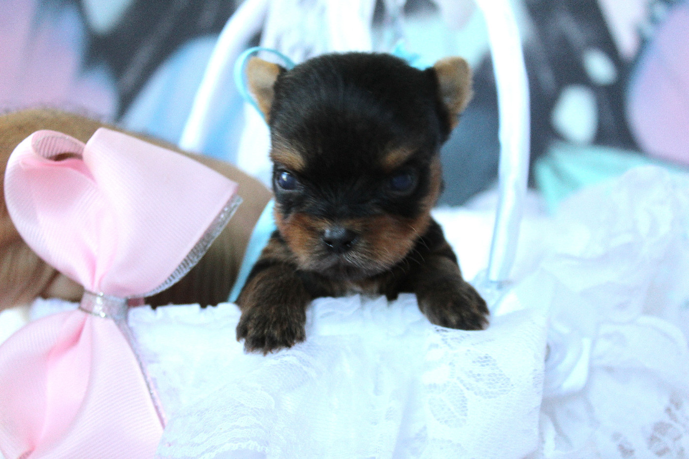 Des Anges de Batignolles - Chiots disponibles - Yorkshire Terrier