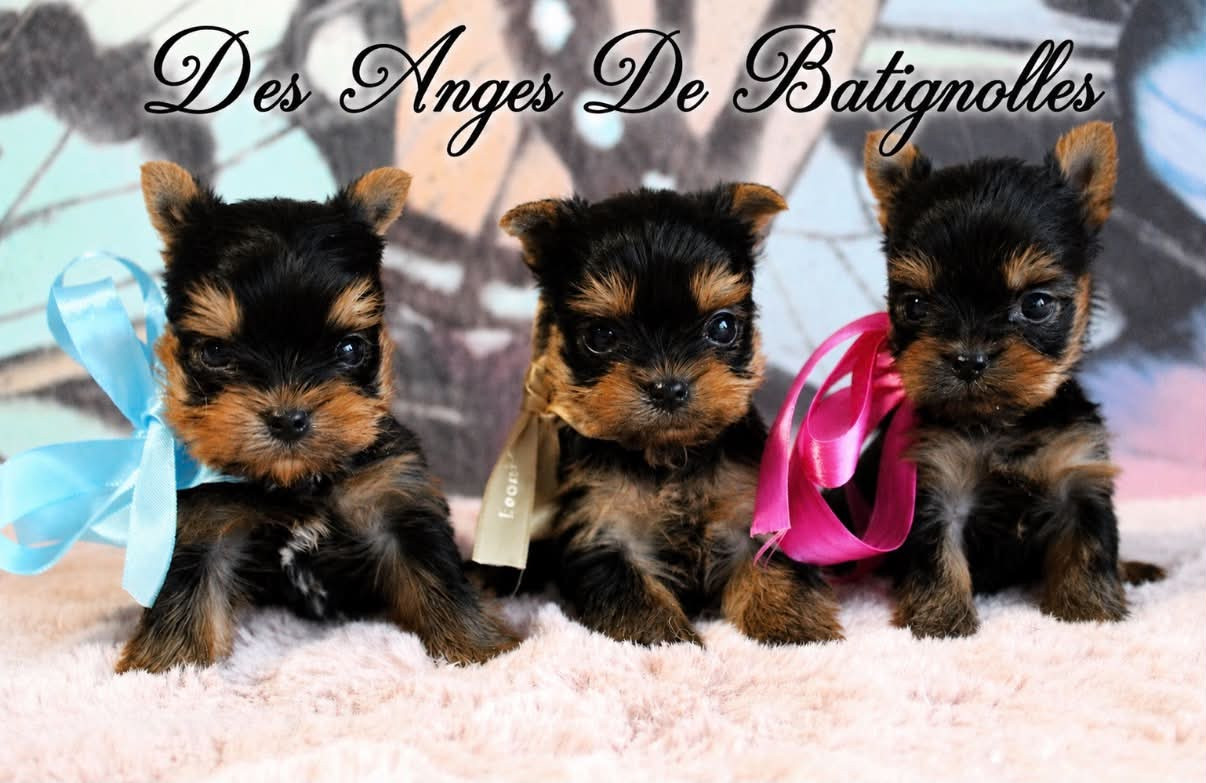 Des Anges de Batignolles - Chiots disponibles - Yorkshire Terrier