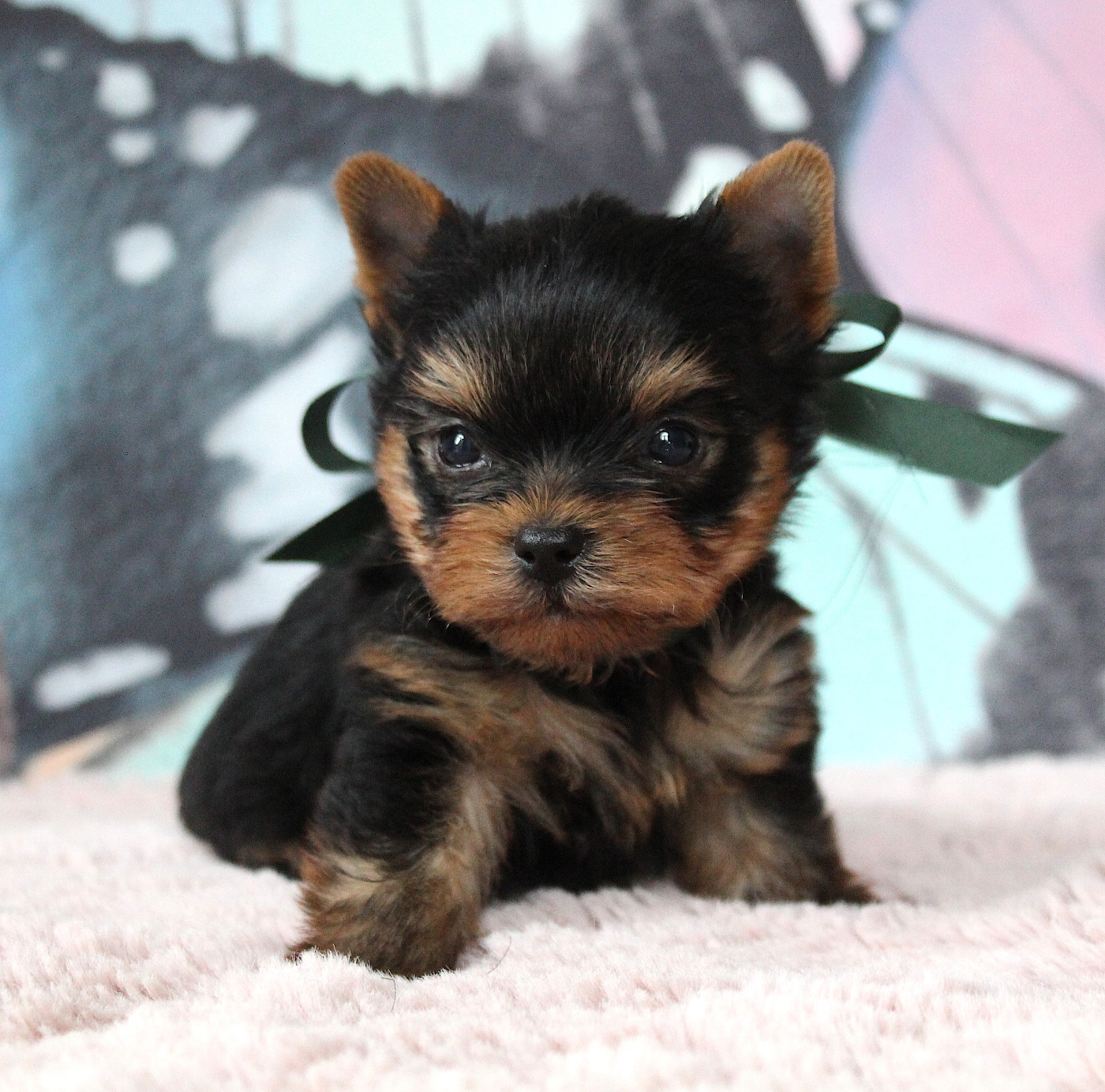Des Anges de Batignolles - Chiots disponibles - Yorkshire Terrier