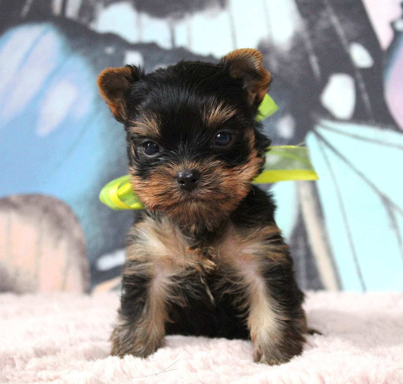 Des Anges de Batignolles - Chiots disponibles - Yorkshire Terrier
