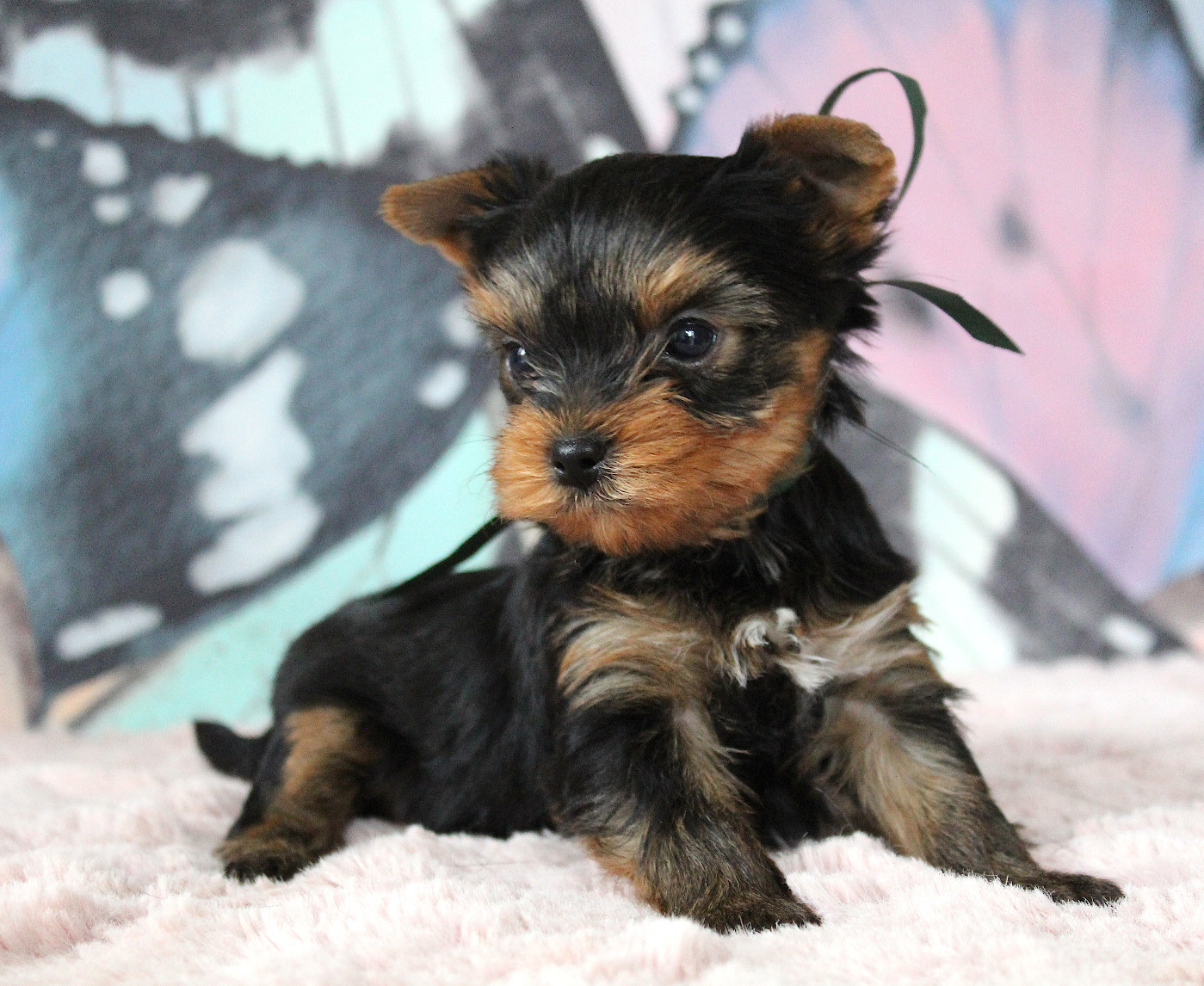 Des Anges de Batignolles - Chiots disponibles - Yorkshire Terrier