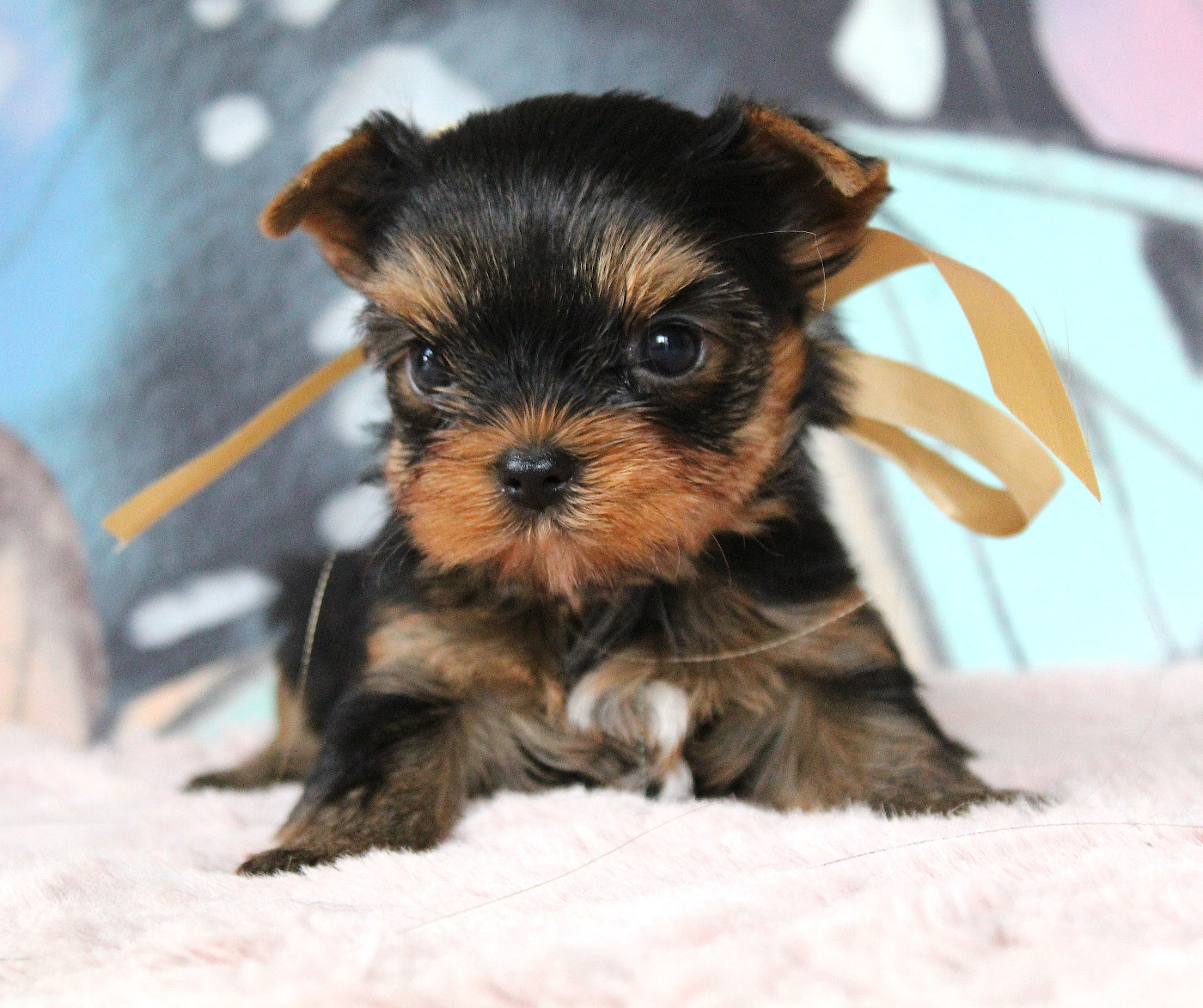 Des Anges de Batignolles - Chiots disponibles - Yorkshire Terrier