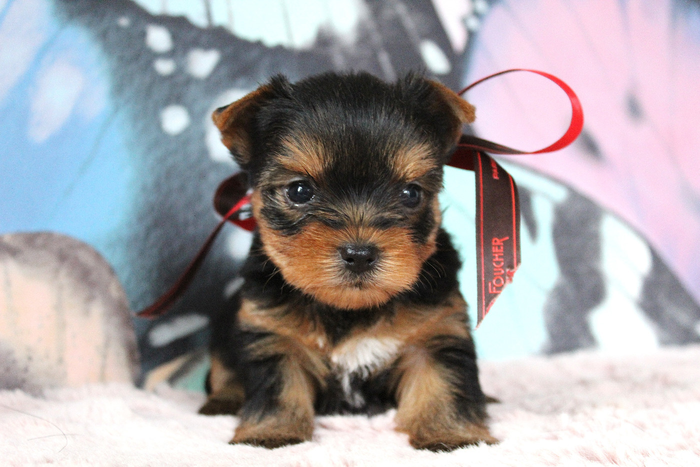 Des Anges de Batignolles - Chiots disponibles - Yorkshire Terrier
