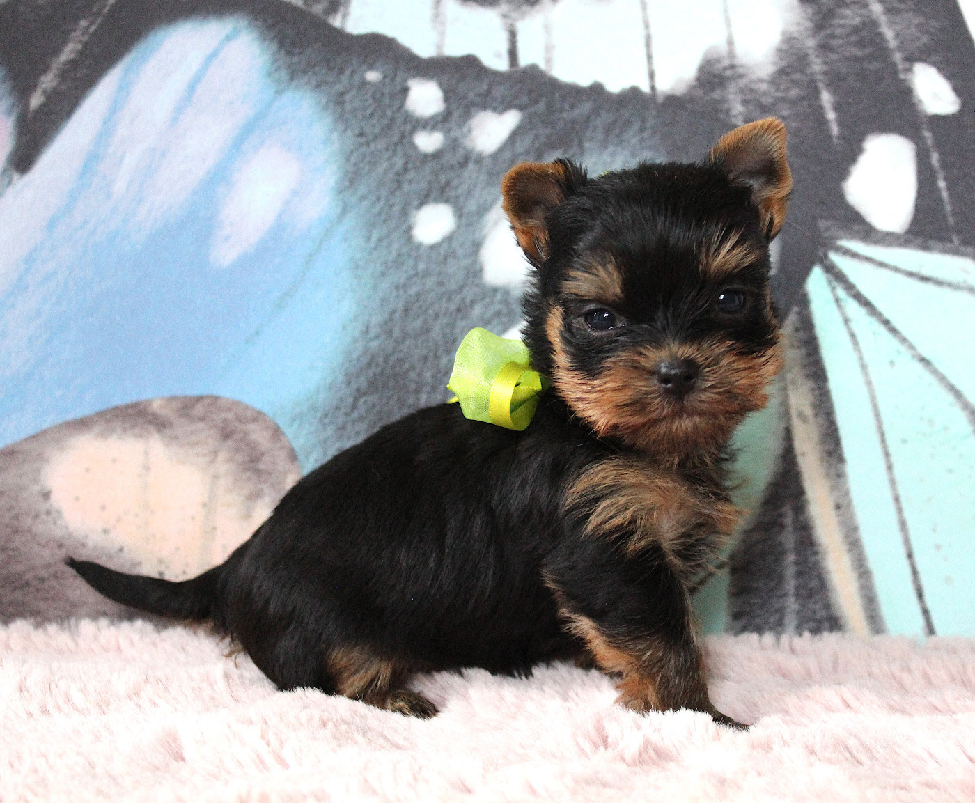 Des Anges de Batignolles - Yorkshire Terrier - Portée née le 11/08/2026