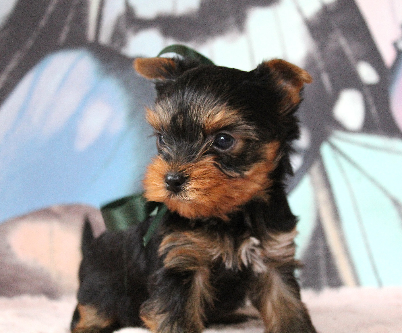 Des Anges de Batignolles - Chiots disponibles - Yorkshire Terrier