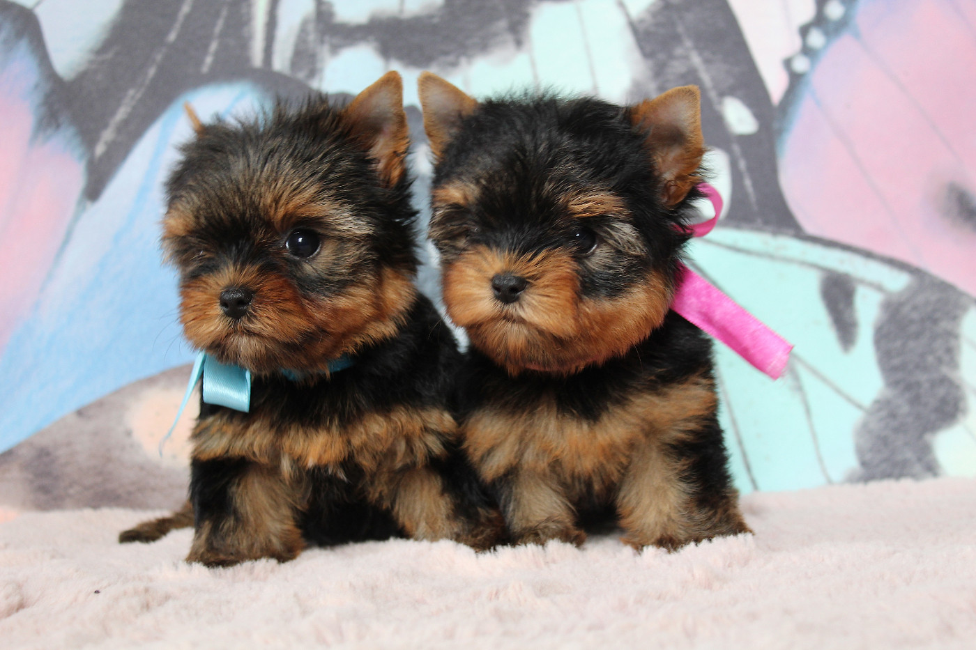 Des Anges de Batignolles - Chiots disponibles - Yorkshire Terrier