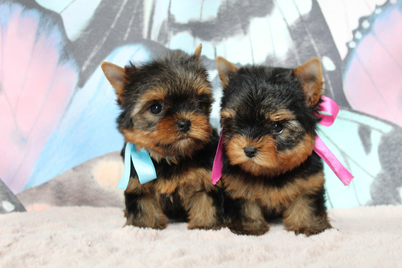 Des Anges de Batignolles - Chiots disponibles - Yorkshire Terrier