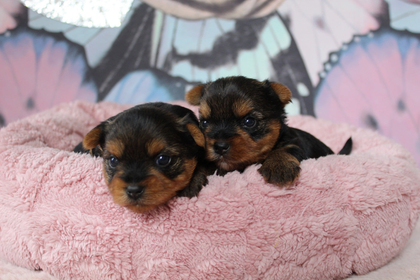 Des Anges de Batignolles - Chiots disponibles - Yorkshire Terrier