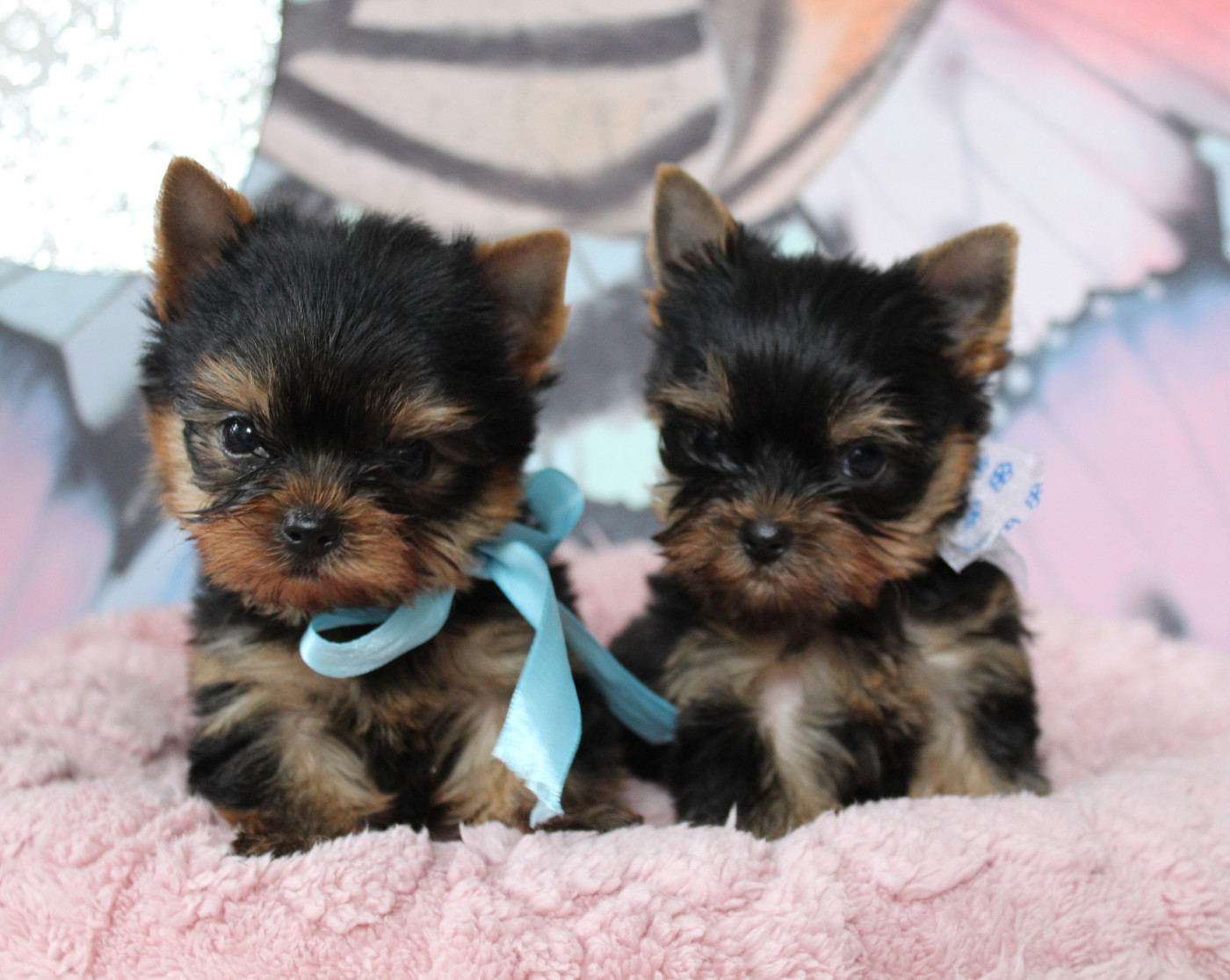 Des Anges de Batignolles - Chiots disponibles - Yorkshire Terrier