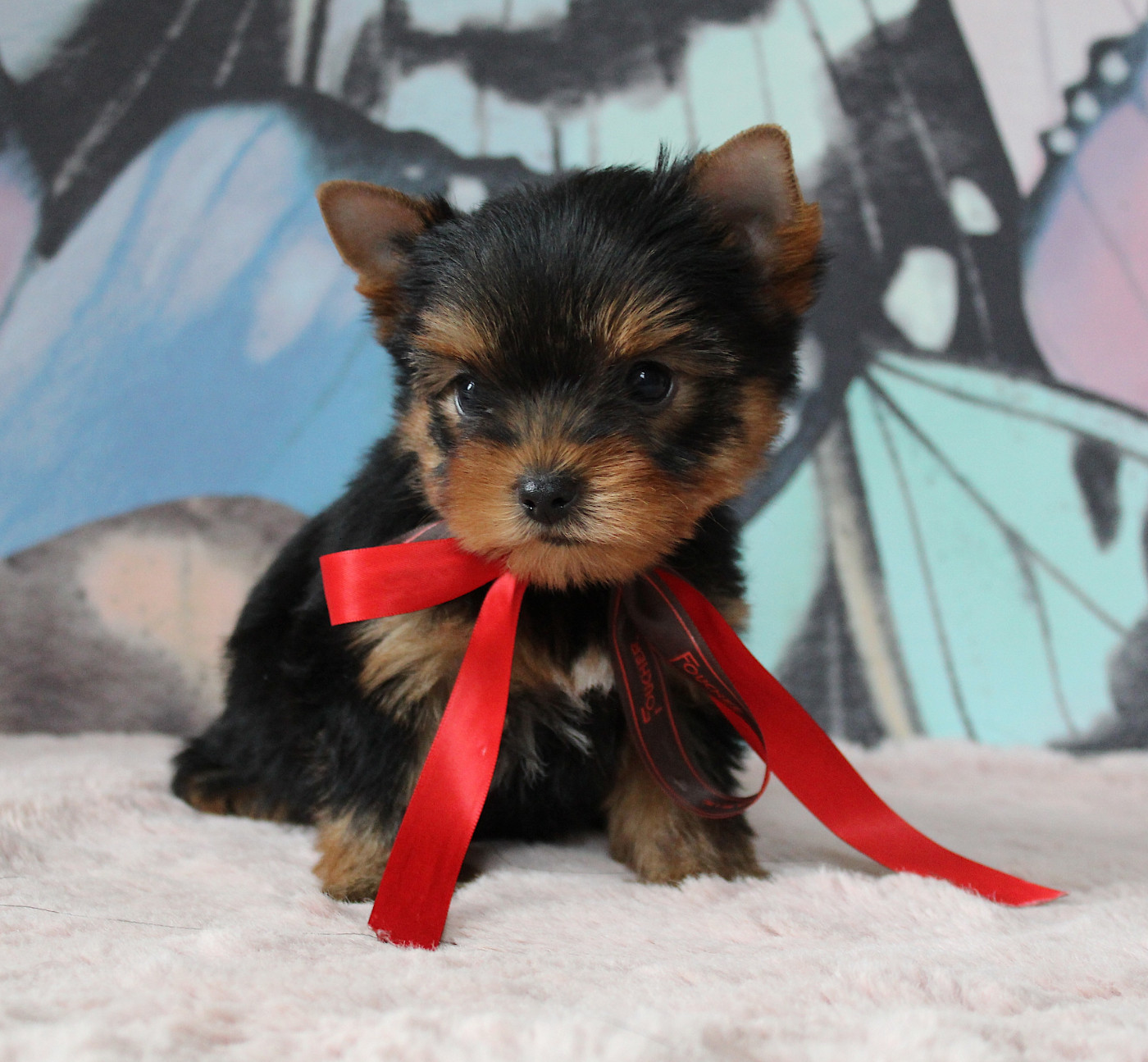 Des Anges de Batignolles - Chiots disponibles - Yorkshire Terrier