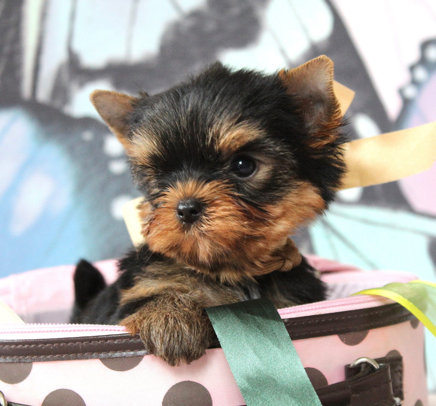 Des Anges de Batignolles - Chiots disponibles - Yorkshire Terrier