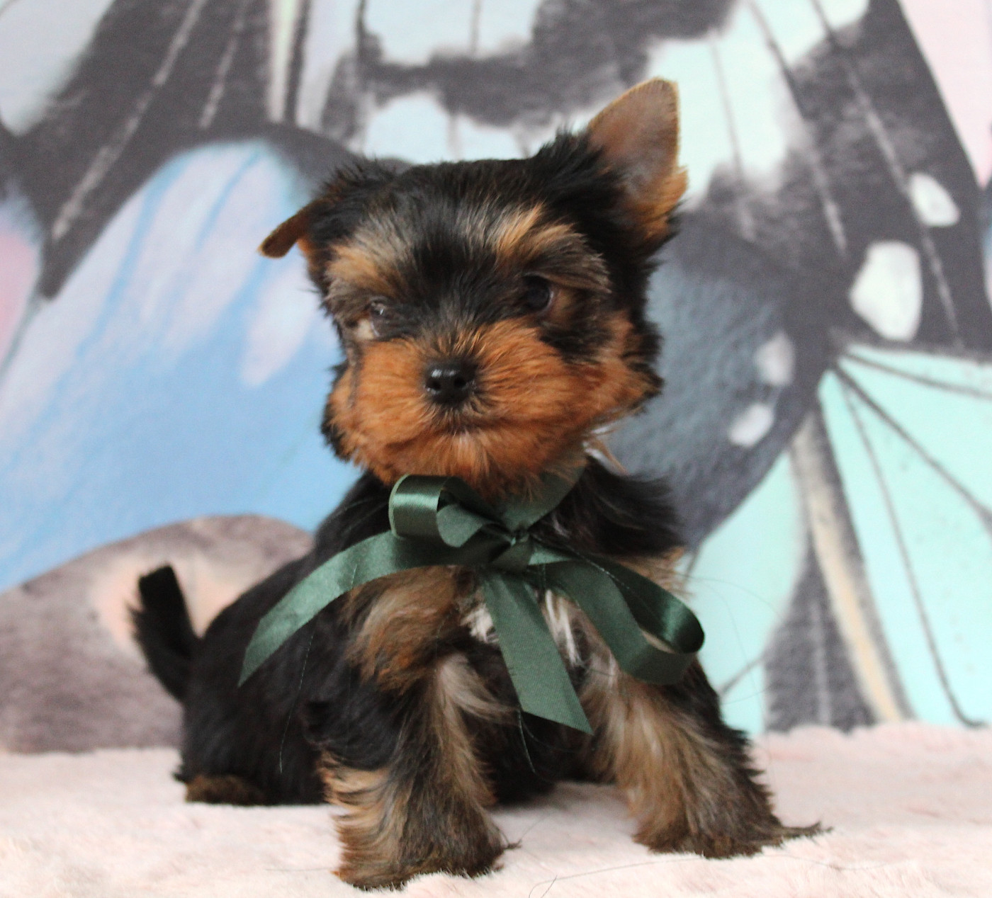 Des Anges de Batignolles - Chiots disponibles - Yorkshire Terrier