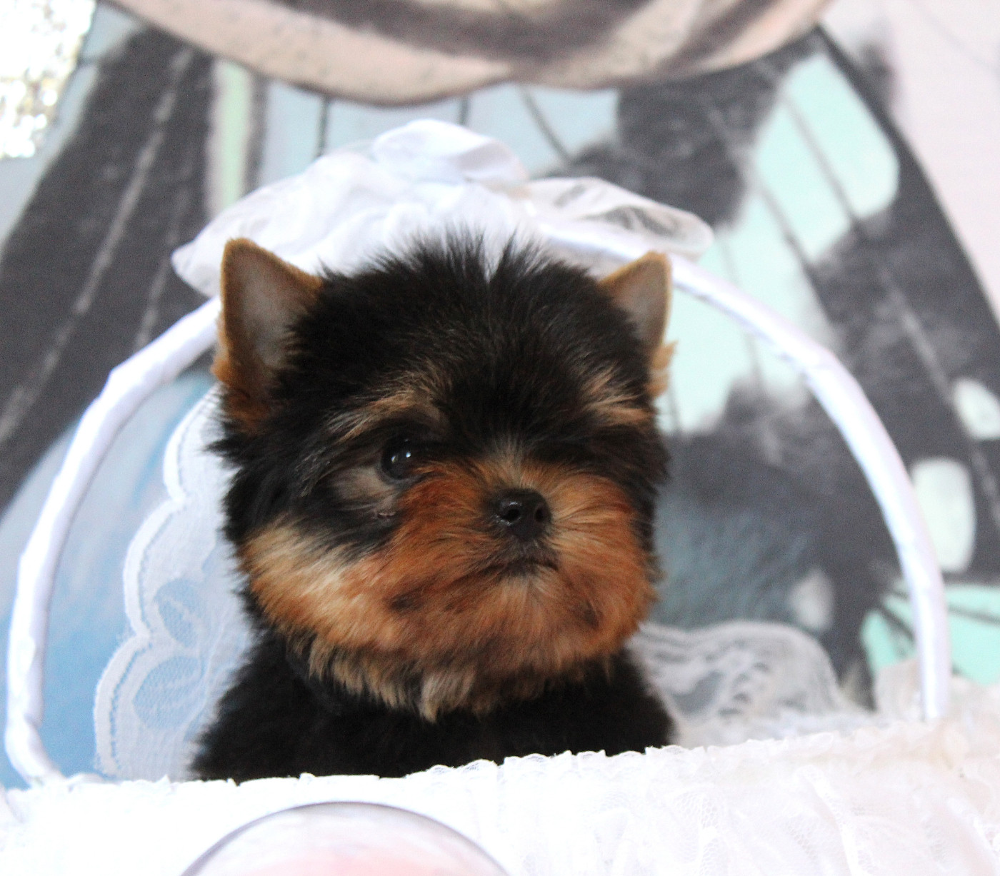Des Anges de Batignolles - Chiots disponibles - Yorkshire Terrier