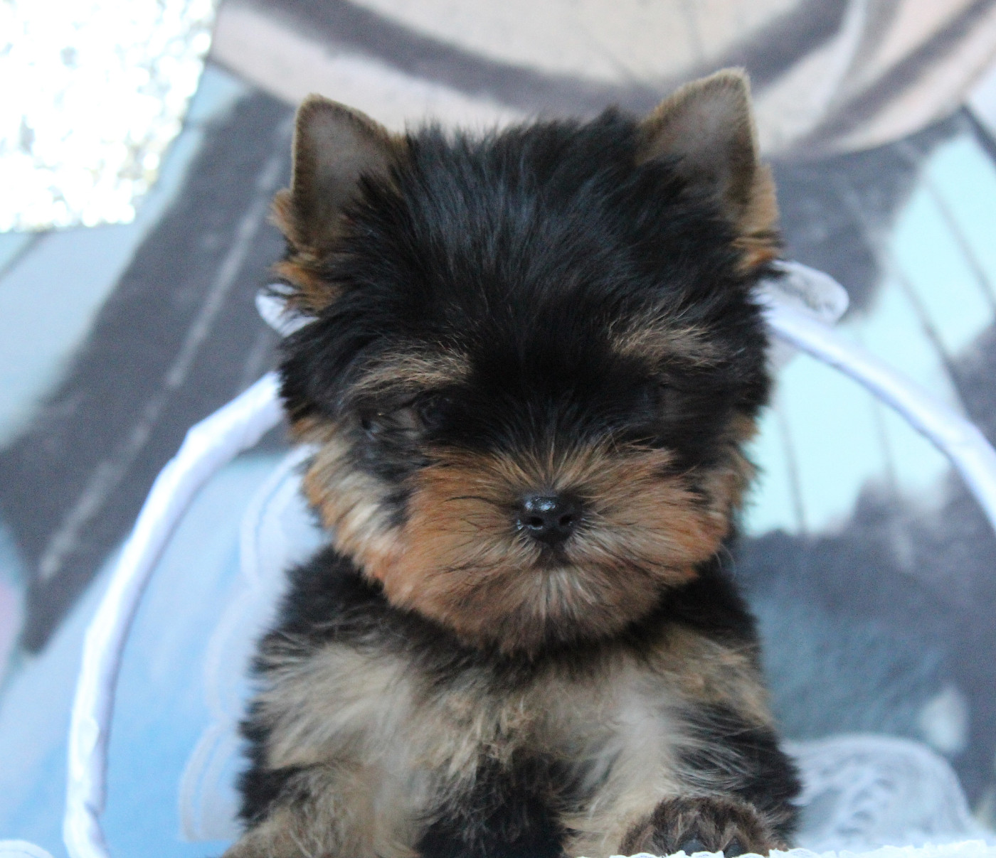 Des Anges de Batignolles - Chiots disponibles - Yorkshire Terrier