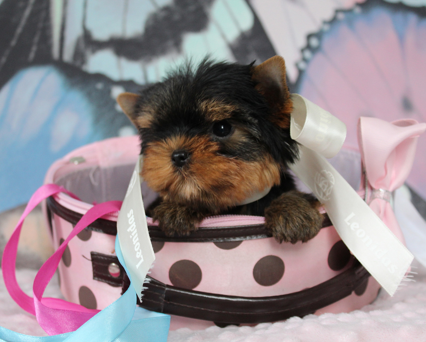 Des Anges de Batignolles - Chiots disponibles - Yorkshire Terrier