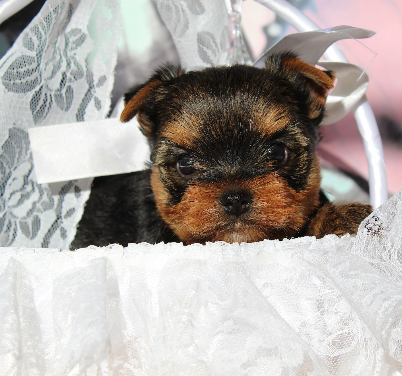 Des Anges de Batignolles - Chiots disponibles - Yorkshire Terrier