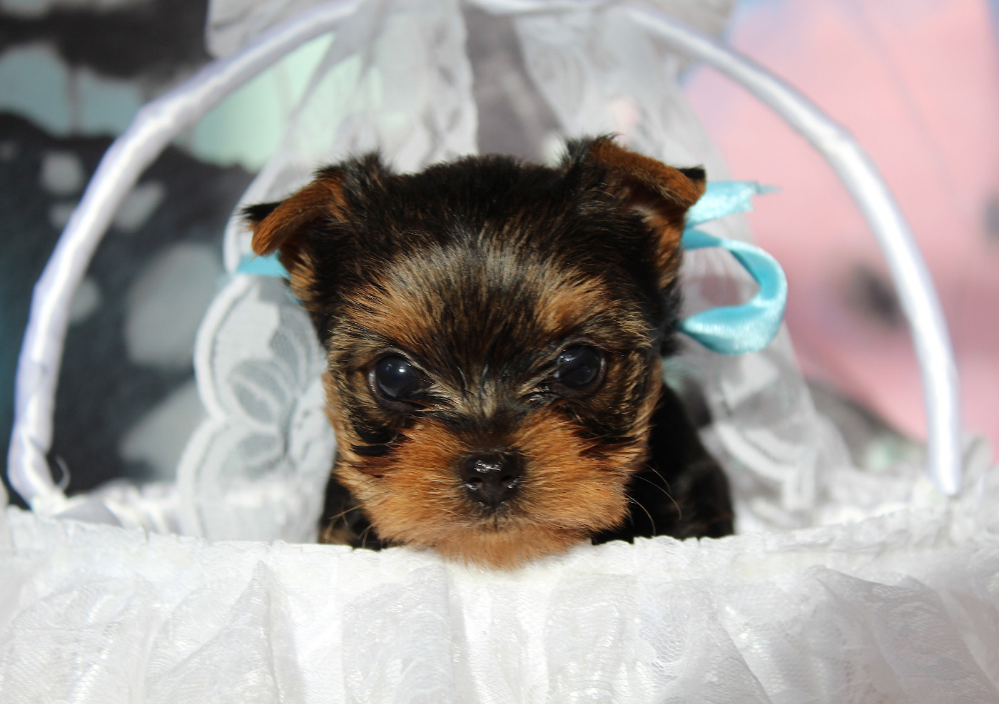 Des Anges de Batignolles - Chiots disponibles - Yorkshire Terrier