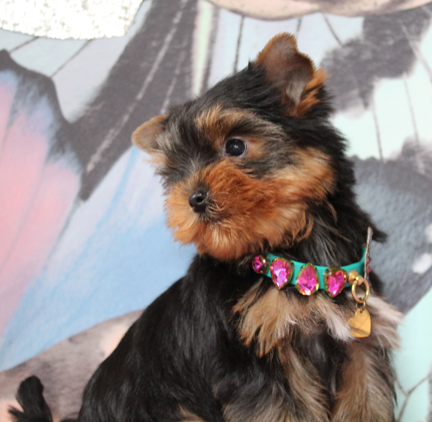 Des Anges de Batignolles - Chiots disponibles - Yorkshire Terrier