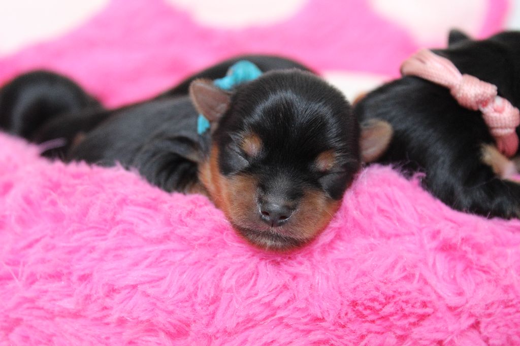 Des Anges de Batignolles - Chiots disponibles - Yorkshire Terrier