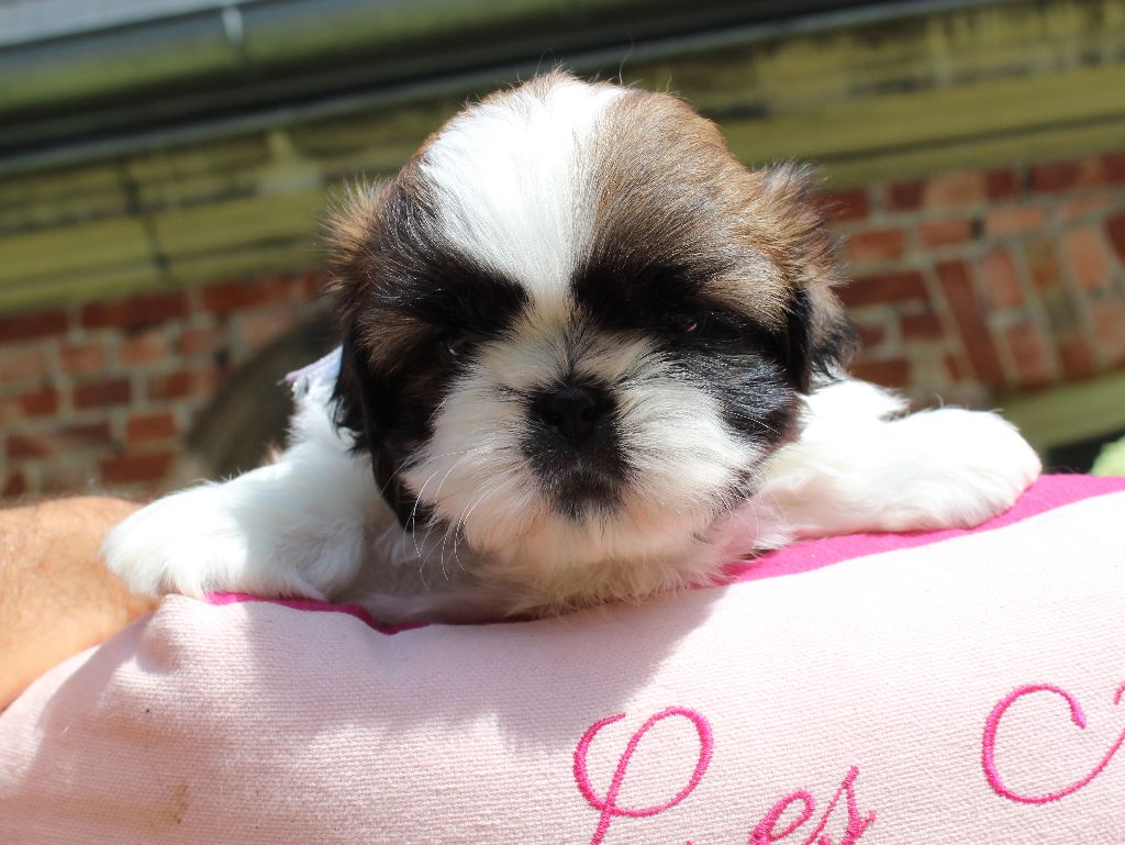Des Anges de Batignolles - Chiots disponibles - Shih Tzu