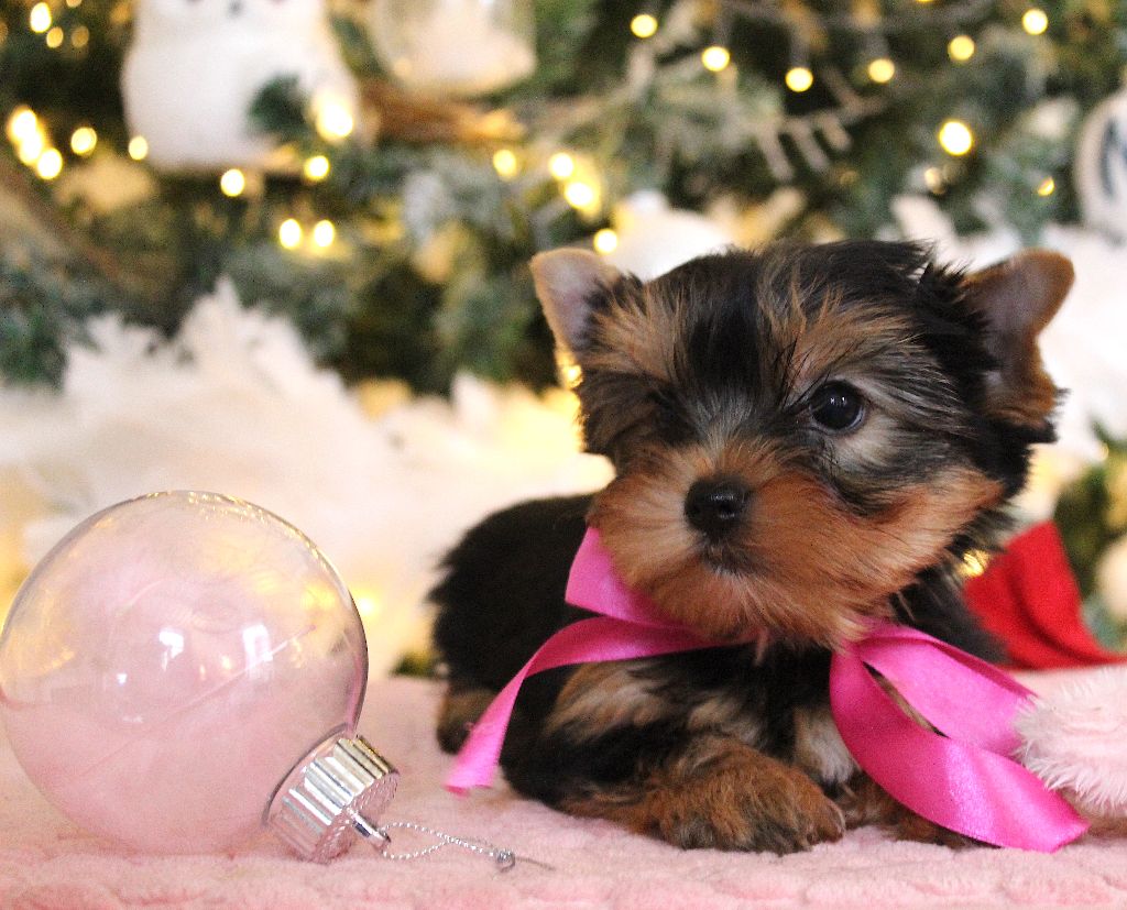 Des Anges de Batignolles - Chiots disponibles - Yorkshire Terrier