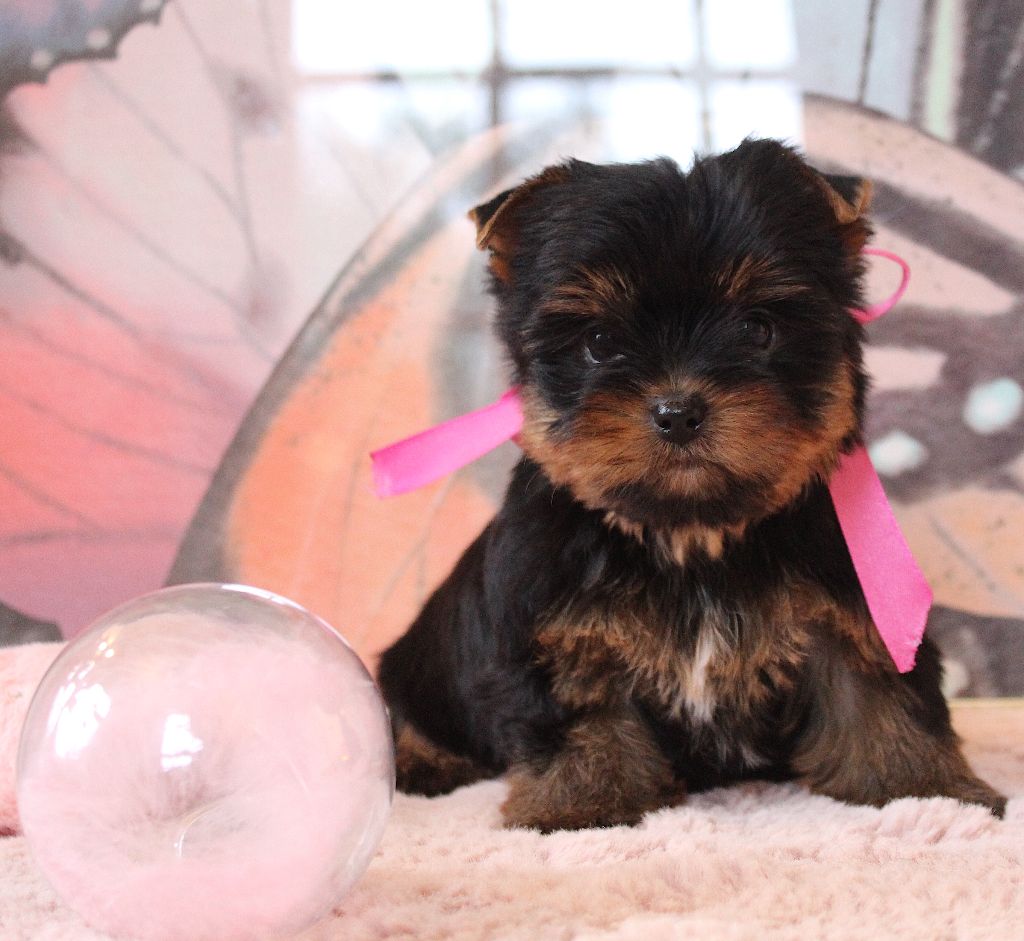 Chiot Yorkshire Terrier Des Anges de Batignolles