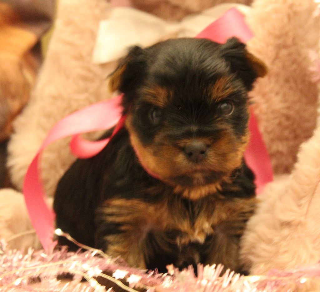 Des Anges de Batignolles - Yorkshire Terrier - Portée née le 06/11/2025