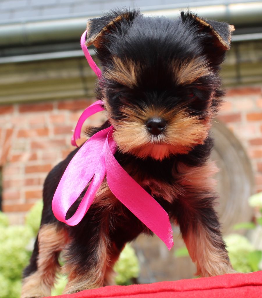 Chiot Yorkshire Terrier Des Anges de Batignolles