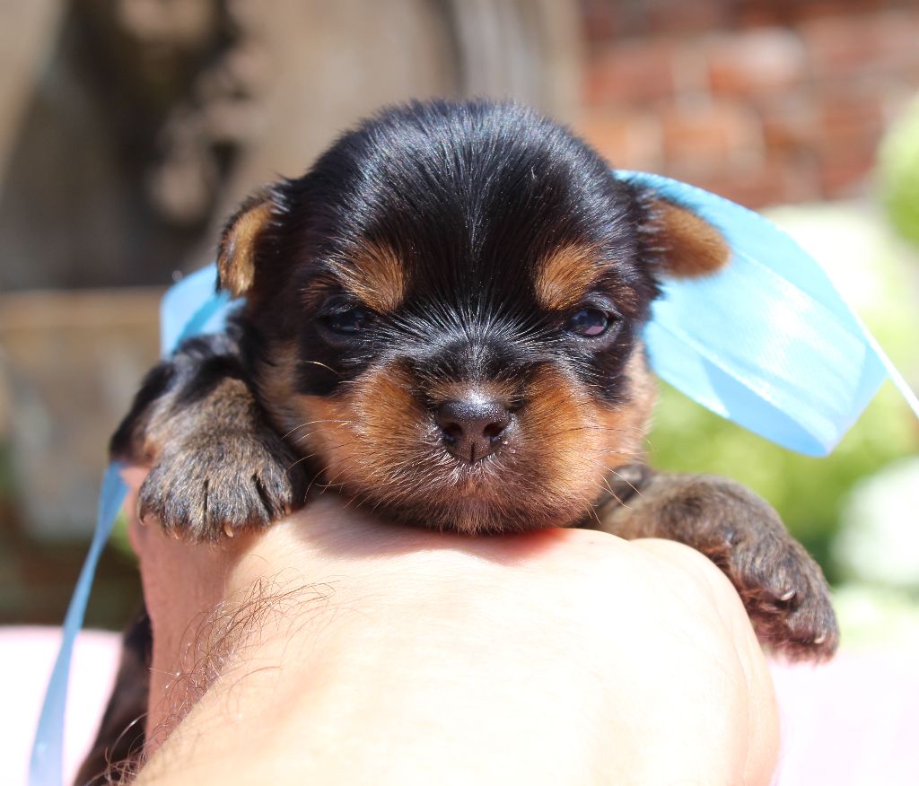 Des Anges de Batignolles - Chiots disponibles - Yorkshire Terrier