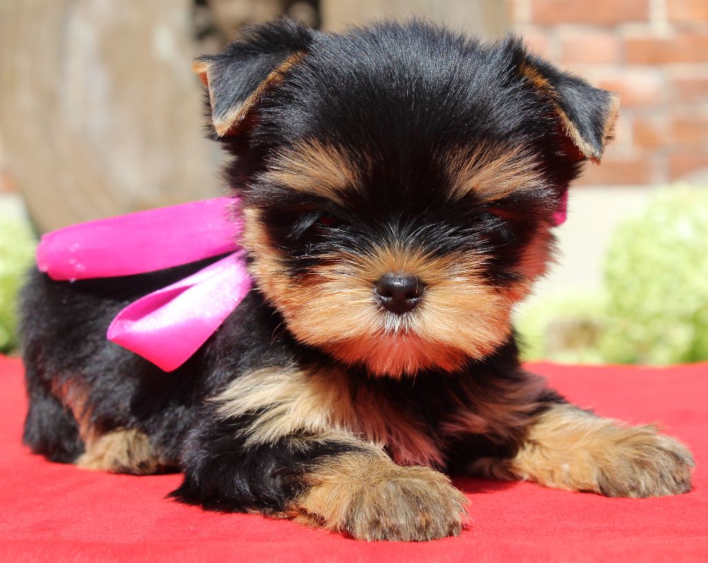 Des Anges de Batignolles - Chiots disponibles - Yorkshire Terrier