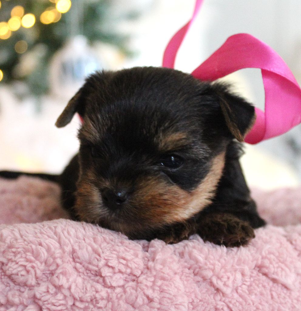 Des Anges de Batignolles - Chiots disponibles - Yorkshire Terrier