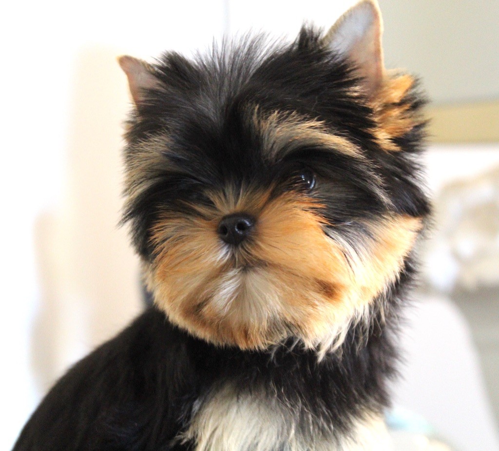 Des Anges de Batignolles - Yorkshire Terrier - Portée née le 14/10/2025