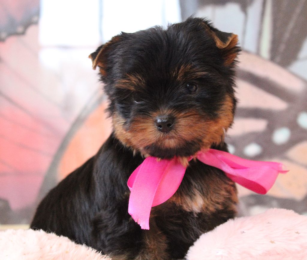 Des Anges de Batignolles - Chiots disponibles - Yorkshire Terrier
