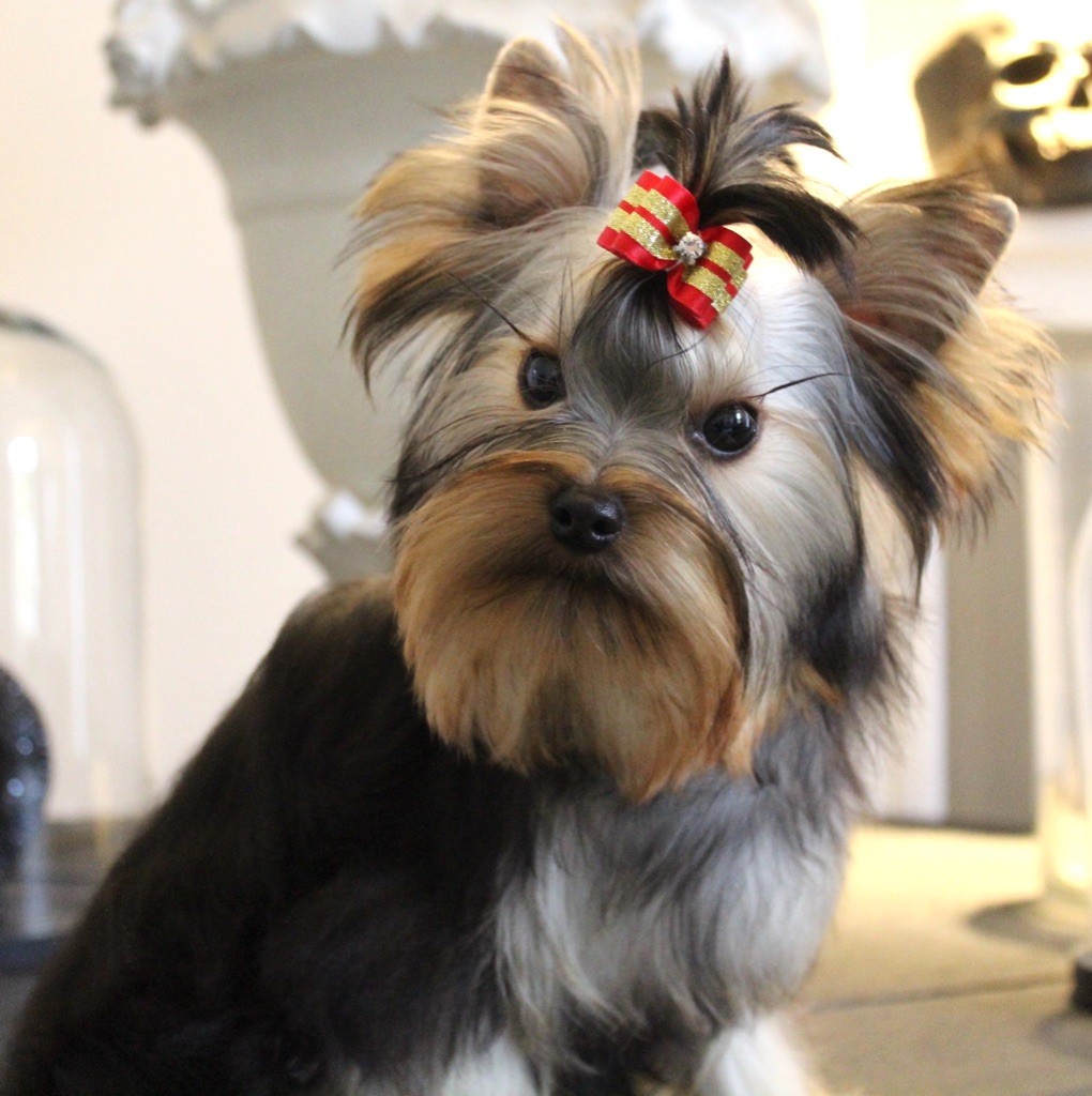 Des Anges de Batignolles - Chiots disponibles - Yorkshire Terrier
