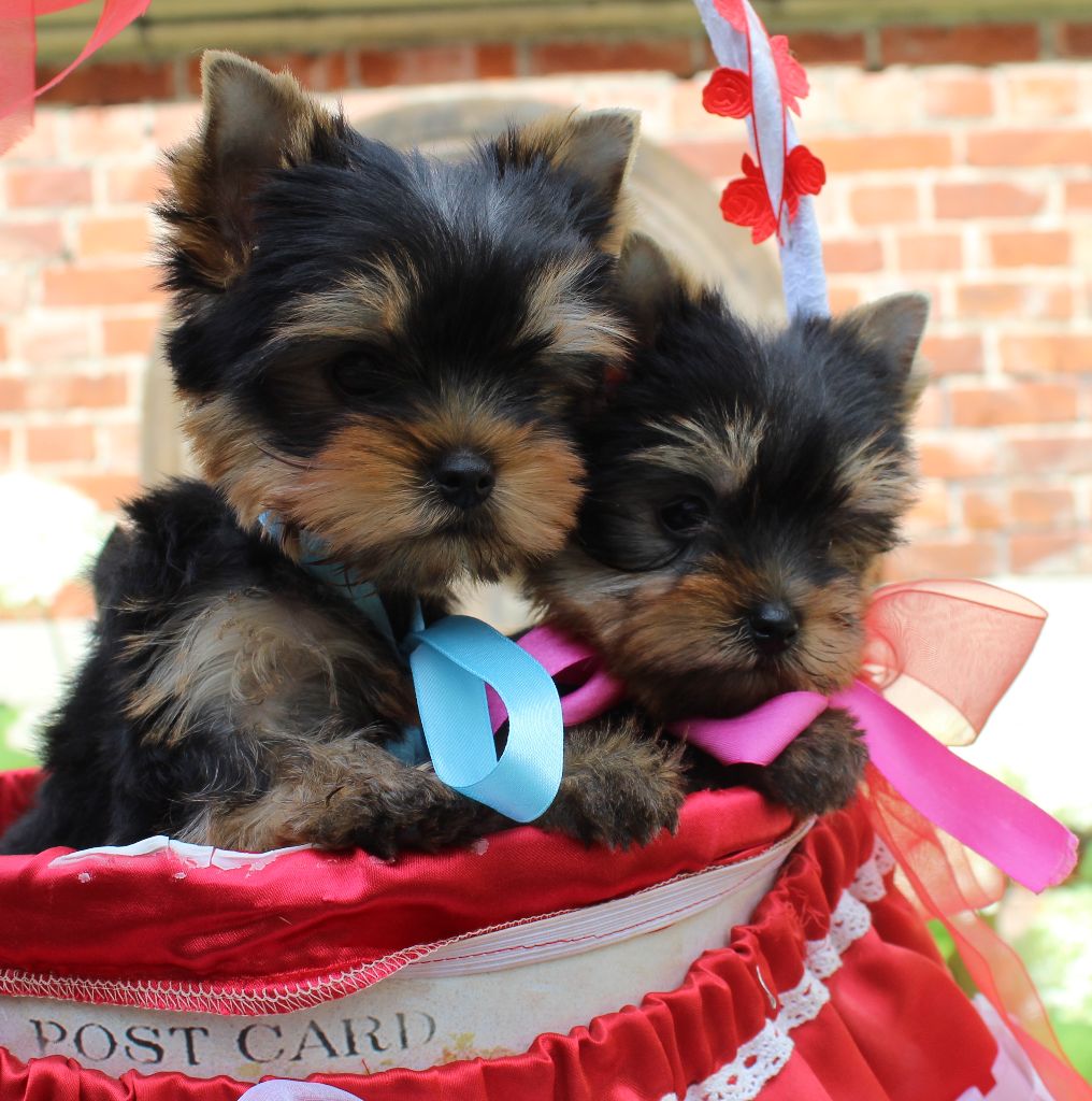 Chiot Yorkshire Terrier Des Anges de Batignolles