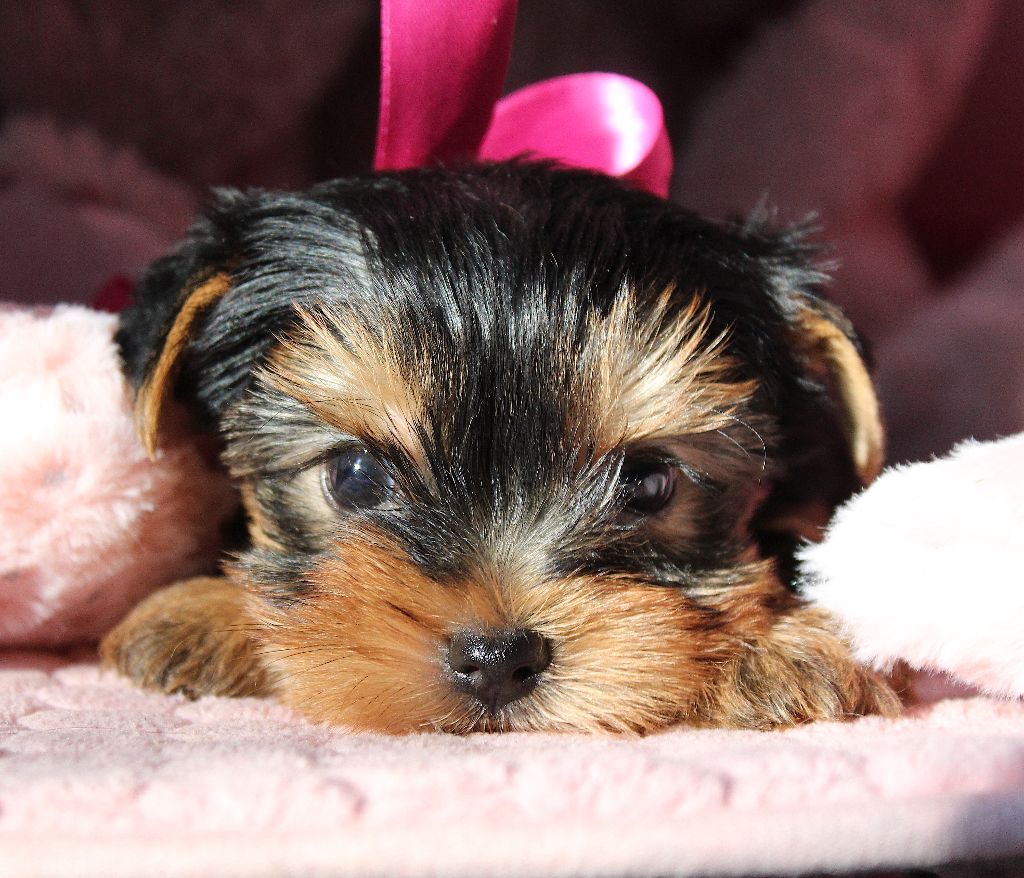 Des Anges de Batignolles - Chiots disponibles - Yorkshire Terrier
