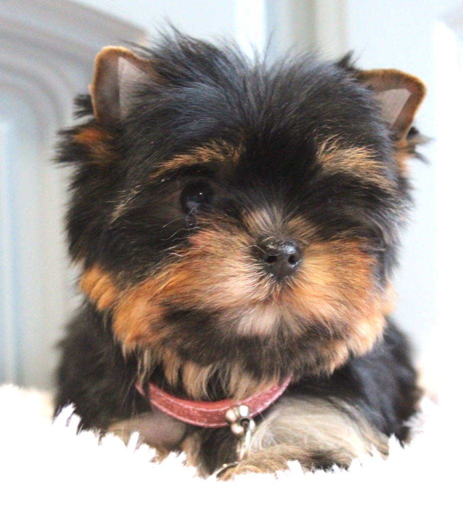 Des Anges de Batignolles - Chiots disponibles - Yorkshire Terrier